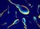 Bild Nr.1 zum Thema: Immunochemische Testverfahren mit monoklonalen Antikörpern gegen Glykoproteine