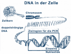 DNA in der Zelle
