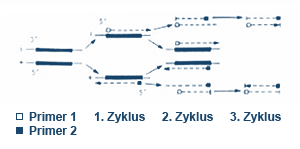 PCR 1. bis 3. Schritt