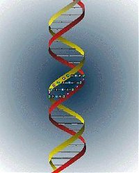 DNA-Schraube